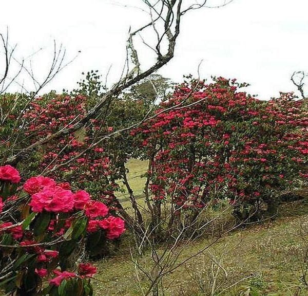 Rhododendron at milke danda