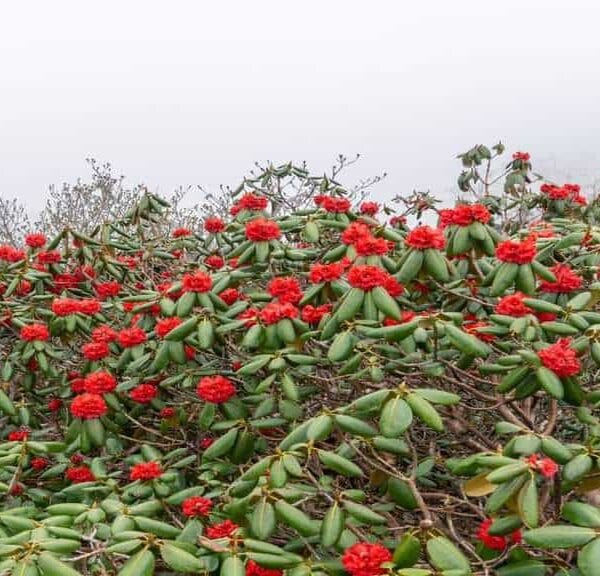 Rhododendron at milke danda