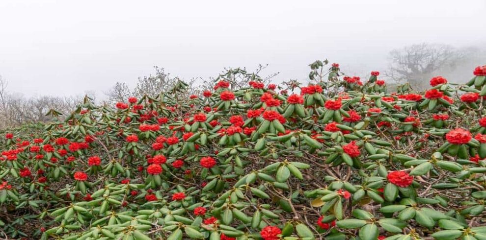 Rhododendron at milke danda