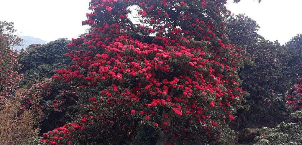 Rhododendron flowering at milke danda in the spring 1