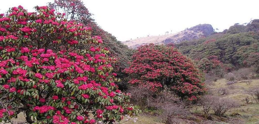 Blooming rhododendron forests along the Milke Danda Trek, known for its vibrant spring scenery in eastern Nepal