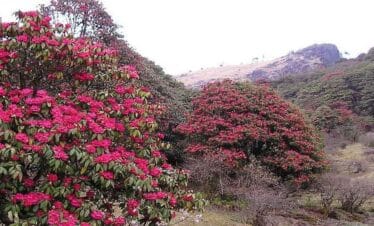 Blooming rhododendron forests along the Milke Danda Trek, known for its vibrant spring scenery in eastern Nepal