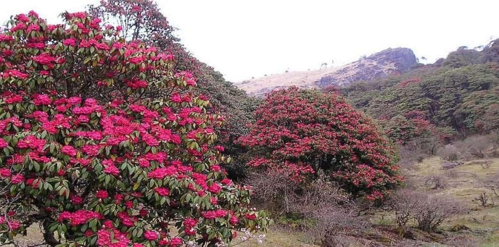 Blooming rhododendron forests along the Milke Danda Trek, known for its vibrant spring scenery in eastern Nepal