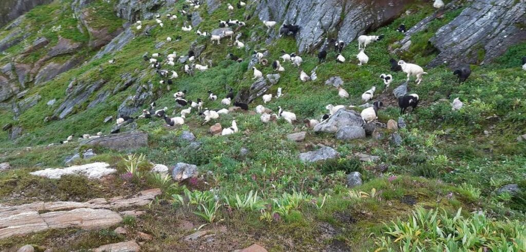 Sheep grazing around sabha pokhari
