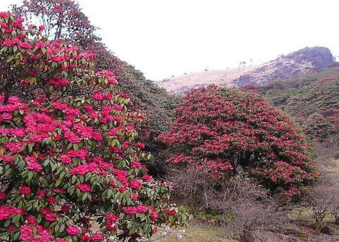 Rhododendron in milke Danda