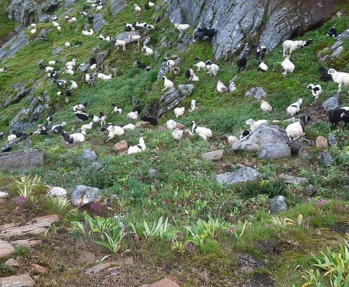 Sheep Grazing ar Sabha Pokhanri Area