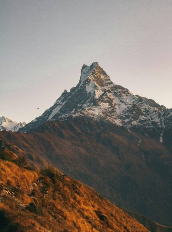 Machhapuchhre (Fishtail) peak glowing at sunrise above golden grassy ridges on the Mardi Himal Trek, Nepal