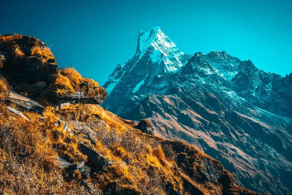 Machhapuchhre (Fishtail) peak under a clear blue sky, seen from golden grassy slopes on the Mardi Himal Trek ridge, Nepal